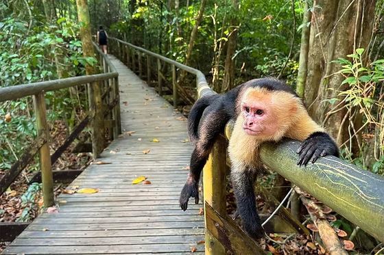 Mono carablanca en el Parque Nacional Manuel Antonio