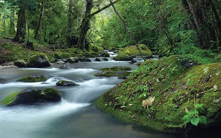Río y bosque nuboso en San Gerardo de Dota